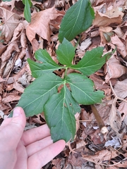 Rudbeckia laciniata