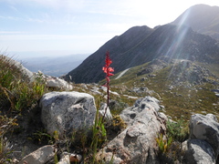 Watsonia marlothii