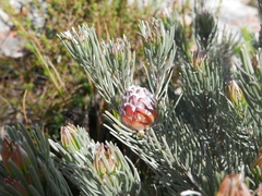 Leucadendron album