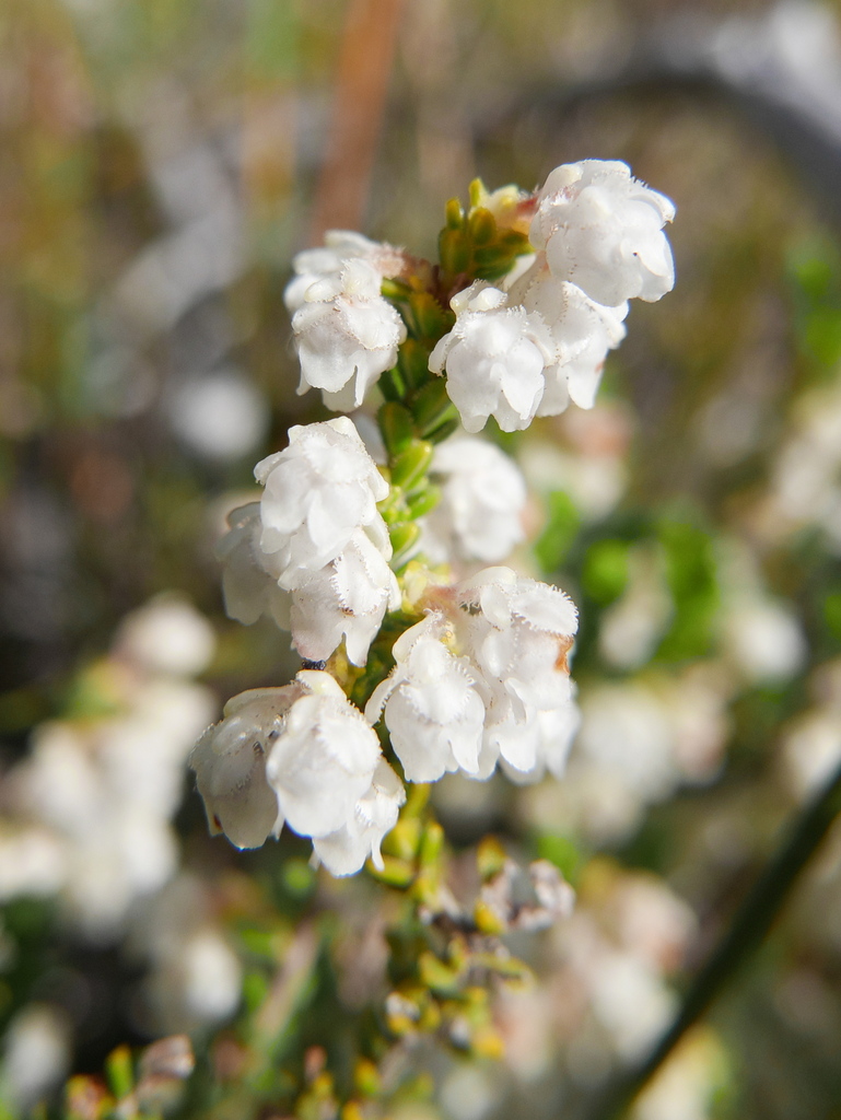 Frill Heath