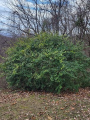 Ilex crenata