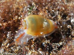 Gibberula secreta