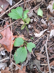 Rudbeckia laciniata