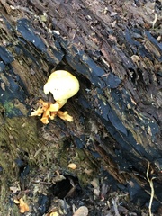Tapinella panuoides