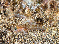 Vanneaugobius canariensis