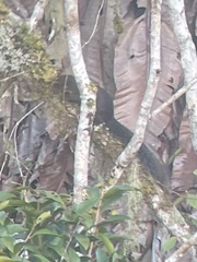 Sundasciurus mindanensis