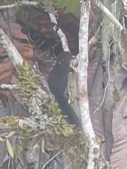 Sundasciurus mindanensis