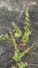 Cryptocarpus pyriformis