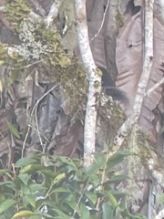 Sundasciurus mindanensis