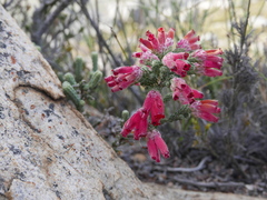 Erica strigilifolia