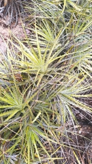 Encholirium spectabile