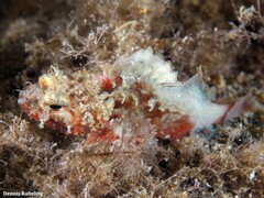Scorpaena notata