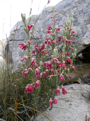 Erica strigilifolia