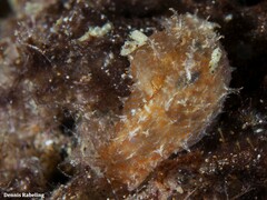 Stylocheilus polyomma