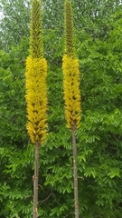 Encholirium spectabile