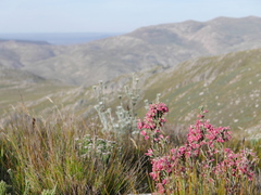 Erica strigilifolia