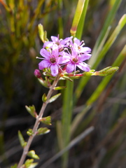 Agathosma purpurea