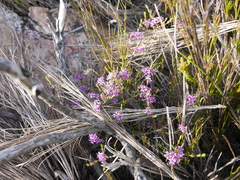 Agathosma purpurea