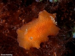 Geitodoris pusae