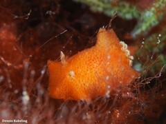 Geitodoris pusae