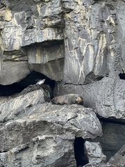 Arctocephalus galapagoensis