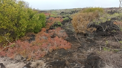 Sesuvium edmonstonei