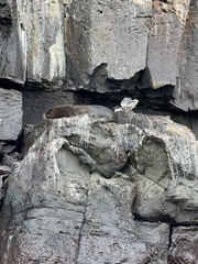 Arctocephalus galapagoensis