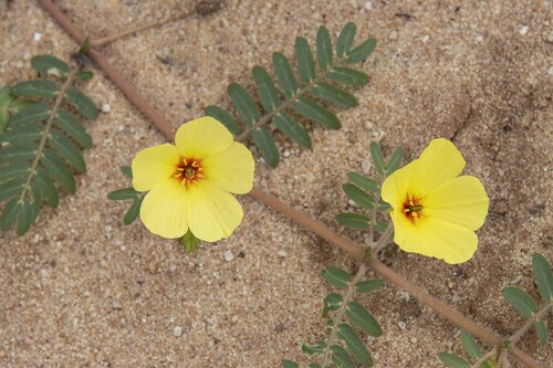 Tribulus zeyheri image