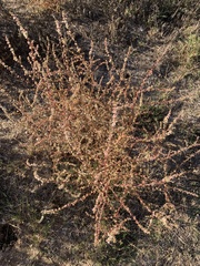 Salsola australis