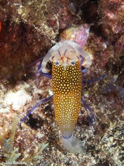 Gnathophyllum elegans