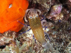 Gnathophyllum elegans