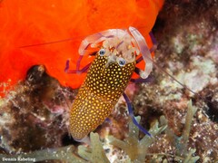 Gnathophyllum elegans