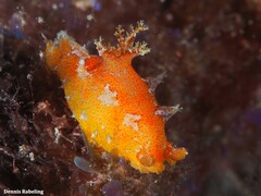 Plocamopherus maderae