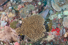 Gymnothorax favagineus