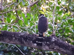 Micrastur semitorquatus