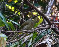 Meliphaga notata