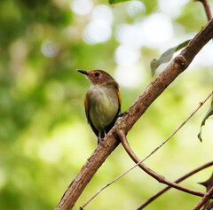 Poecilotriccus latirostris