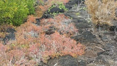 Sesuvium edmonstonei