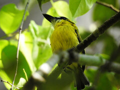 Todirostrum chrysocrotaphum