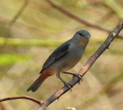 Conirostrum speciosum