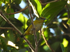 Euphonia chlorotica