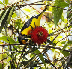 Euphonia chlorotica