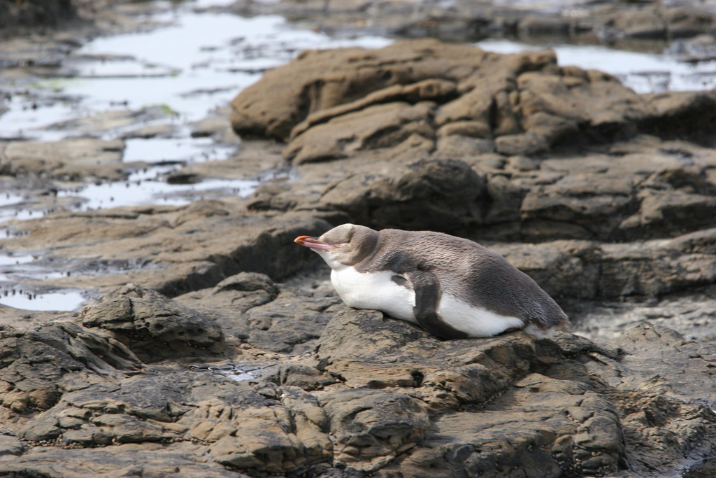 Yellow-eyed penguin resting on a rocky shore
