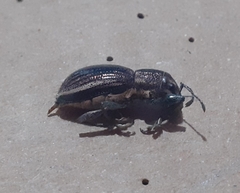 Naupactus
