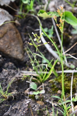 Omphalotrix longipes