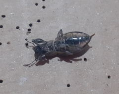 Naupactus