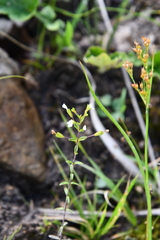 Omphalotrix longipes