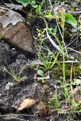 Omphalotrix longipes