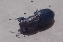 Naupactus