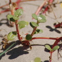 Blutaparon portulacoides
